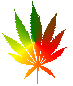 Cannabis style